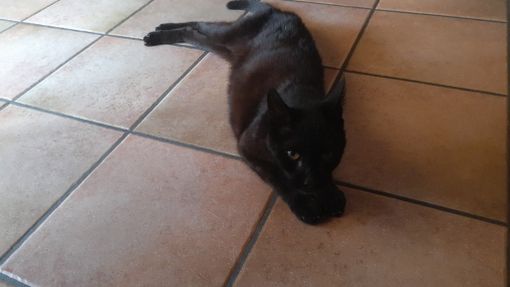 Gatto smarrito cerca padrone