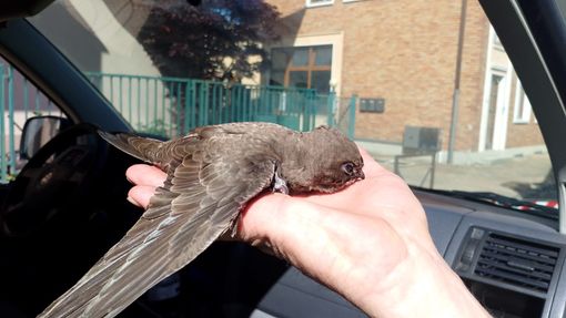 Cossato: Soccorso un rondone alpino incastrato sul tetto di un palazzo, FOTO