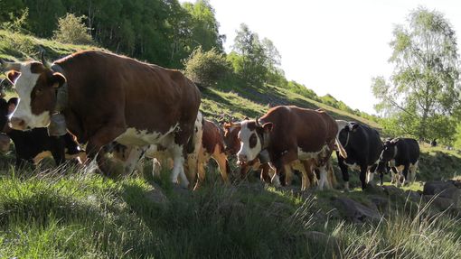 24° edizione di Transumando, una tradizione che regala sempre un grande spettacolo, foto di Ruggero Coltro