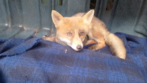Donato: cucciolo di volpe raccolta ferita a bordo strada torna in salute e libera