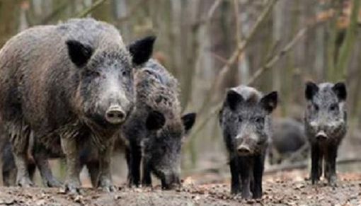 Peste suina, Allasia: "Pieno sostegno a Filippini per eradicare i virus in Piemonte"