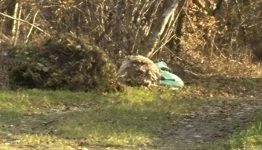 Ritrovata a Mongrando una pecora morta dentro un sacco, foto pg fb mongrando in comune Ritrovata a Mongrando una pecora morta dentro un sacco, foto pg fb mongrando in comune