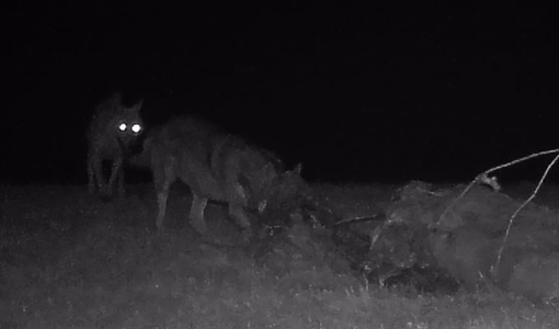 Paura a Valdilana, il racconto: “Un lupo sulla strada, eravamo a passeggio con il cane”(foto di repertorio) Paura a Valdilana, il racconto: “Un lupo sulla strada, eravamo a passeggio con il cane”(foto di repertorio)