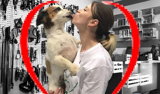 Fase due, da lunedì riapriranno in Piemonte anche le attività di toelettatura per animali domestici Fase due, da lunedì riapriranno in Piemonte anche le attività di toelettatura per animali domestici