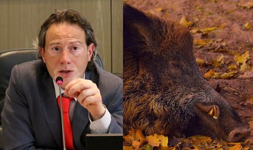 Problema cinghiali, Ramella: &quot;Vogliamo eliminarlo? Aboliamo per qualche anno la caccia&quot;