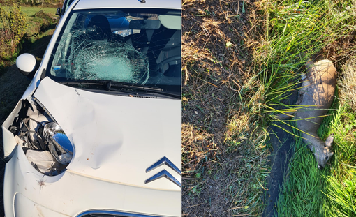 capriolo auto capriolo auto