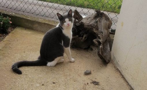 Gattino scomparso da 10 giorni, chi ha visto Spritz?