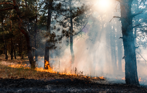 Incendi in Piemonte, oltre 800 ettari di bosco distrutti