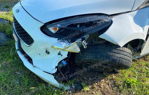 animale investito animale investito