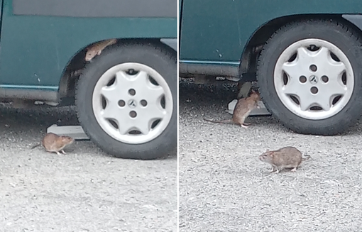 topi strada topi strada