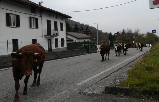 mucche passaggio