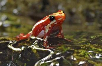 Epibatidina, tossina della rana freccia: cos'è il veleno che potrebbe aver ucciso Navalny Epibatidina, tossina della rana freccia: cos'è il veleno che potrebbe aver ucciso Navalny