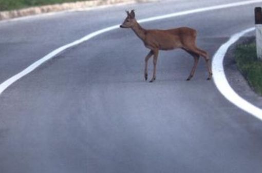 Cosa fare se si investe un animale selvatico, le indicazioni di Regione Piemonte