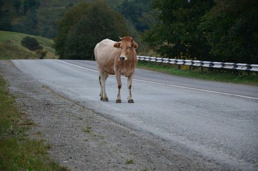 SP 230 tra Verrone e Benna, animali in strada