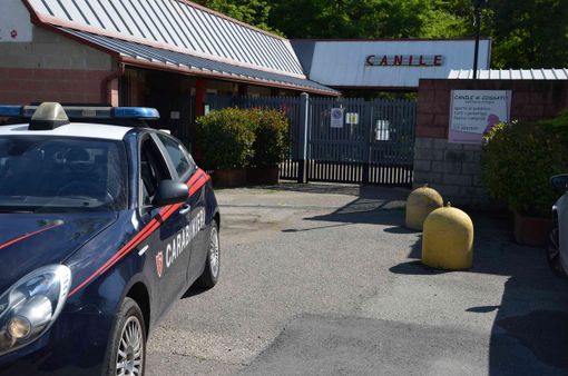 cossato cani cossato cani