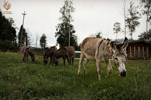 Sono arrivata a Sala gli "asini di Zaia" FOTOGALLERY Sono arrivata a Sala gli "asini di Zaia" FOTOGALLERY