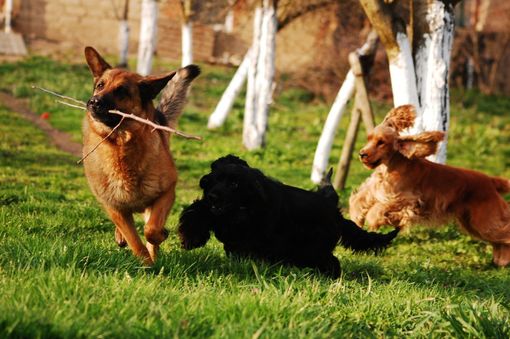 Lessona, approvato il progetto della nuova area sgambamento cani Lessona, approvato il progetto della nuova area sgambamento cani