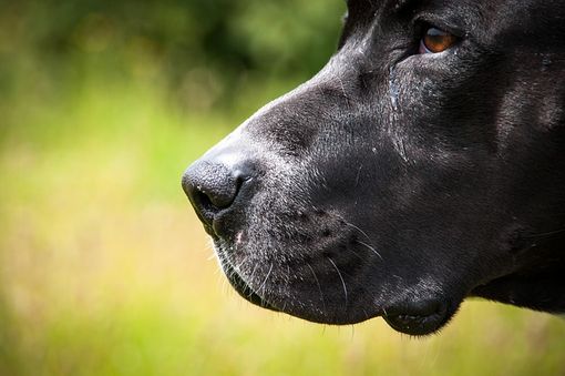 Cammina col suo cane che viene attaccato da un altro cane, per paura lo uccide con un coltello - Foto archivio