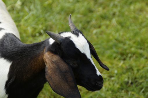 Zubiena: Capretto finisce dentro il giardino di un'abitazione