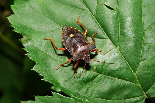 Biella dice NO alla farina di insetti nelle mense scolastiche - Foto archivio newsbiella.it