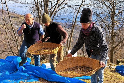 La battitura delle castagne a Bagneri, quest'anno a Cascina Nisina