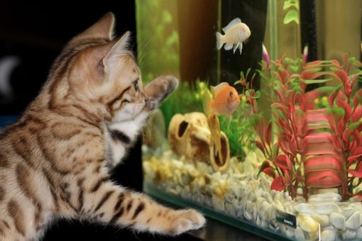 Il volume dell'acquario e la posizione della gabbia per i volatili nel regolamento per la tutela degli animali di Castelletto Cervo