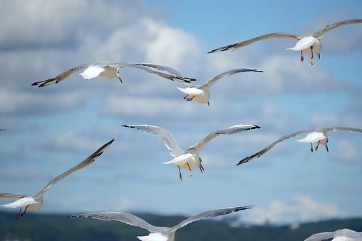 A Viverone trovato gabbiano morto - Foto di repertorio A Viverone trovato gabbiano morto - Foto di repertorio
