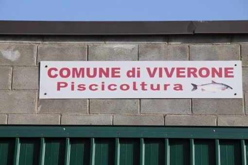 Viverone: via libera alla pesca dei coregoni fino a fine gennaio Viverone: via libera alla pesca dei coregoni fino a fine gennaio