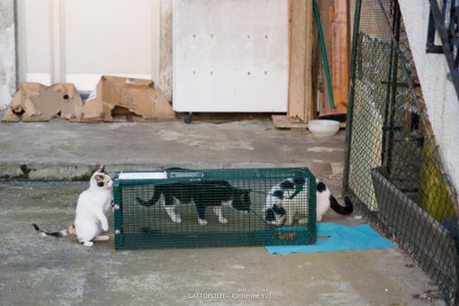 Gattopoli: "Anche per i gatti randagi una speranza c'è"