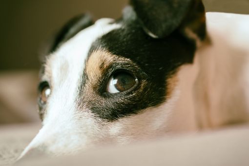 Cane che abbaia e palla che sbatte a terra, disturbo della quiete pubblica in un palazzo a Chiavazza Cane che abbaia e palla che sbatte a terra, disturbo della quiete pubblica in un palazzo a Chiavazza