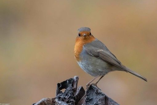 Sciarpa Nera Con Pettirosso – The Olive House® – Invernale E Britannica - Foto 4