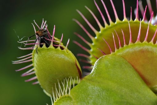 Biella, Selvatica Arte e Natura in festival: presentati gli incontri del giovedì.