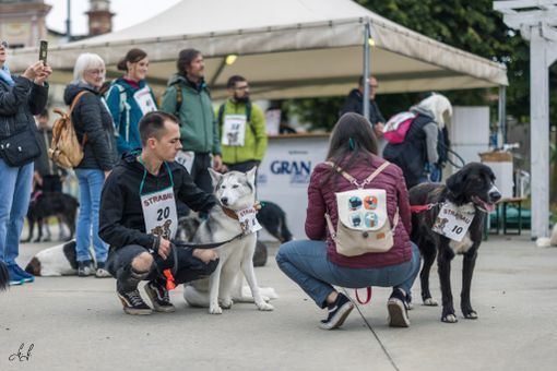 Strabau: il successo di una giornata di amore e di code scodinzolanti Strabau: il successo di una giornata di amore e di code scodinzolanti