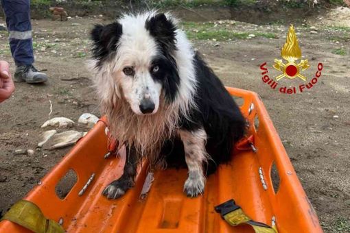 Dal Nord Ovest - Finisce nelle acque della roggia Molinara, salvato dai Vigili del Fuoco Dal Nord Ovest - Finisce nelle acque della roggia Molinara, salvato dai Vigili del Fuoco