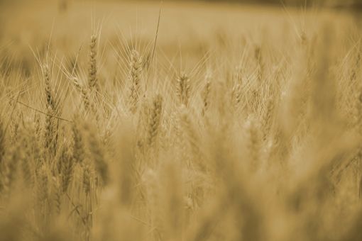 Agricoltori, Bongioanni: “Stanziati oltre 2 milioni per formazione e aggiornamento professionale” Agricoltori, Bongioanni: “Stanziati oltre 2 milioni per formazione e aggiornamento professionale”