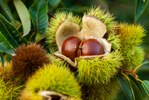 Il futuro del castagno nel Biellese: soci e appassionati convocati in assemblea a Valdilana