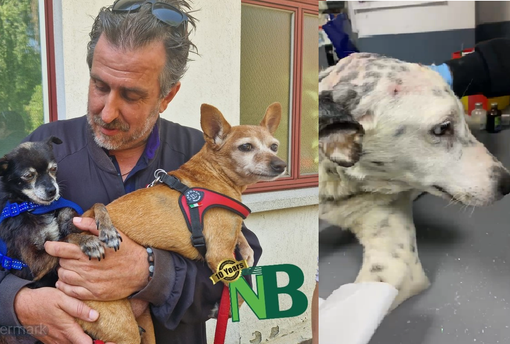 scicolone cane scicolone cane