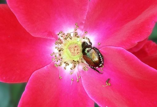 Legambiente Biella, Popillia japonica, informarsi correttamente per non aggravare i danni