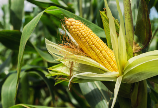 Mais, ogni ettaro coltivato toglie dall'aria 500 chili di anidride carbonica