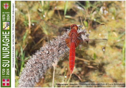 Nell’immagine, Frecciarossa   maschio - Crocothemis erythraea - Foto di Lucio Bordignon