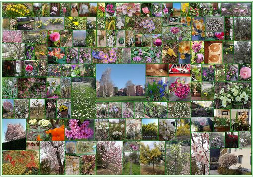 In un mosaico di fiori la primavera biellese vista da Su Nuraghe In un mosaico di fiori la primavera biellese vista da Su Nuraghe