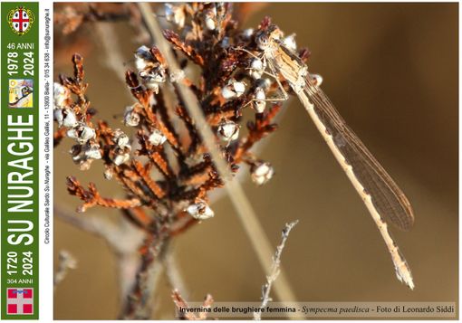 Nell’immagine, Invernina delle brughiere femmina - Sympecma paedisca - Foto di Leonardo Siddi.