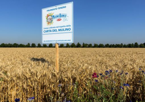 Con “Buongrano” Mulino Bianco porta l’agricoltura rigenerativa a tavola Con “Buongrano” Mulino Bianco porta l’agricoltura rigenerativa a tavola