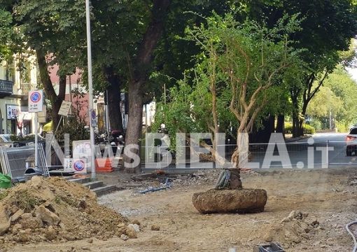 Biella, al via il trasferimento dei melograni: proteste e presidio alla Fons Vitae: “Difendiamo il verde pubblico” Biella, al via il trasferimento dei melograni: proteste e presidio alla Fons Vitae: “Difendiamo il verde pubblico”