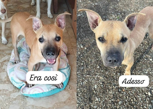 Bingo cerca famiglia, si sta lasciando morire, l'appello di Scodinzolando con Flò