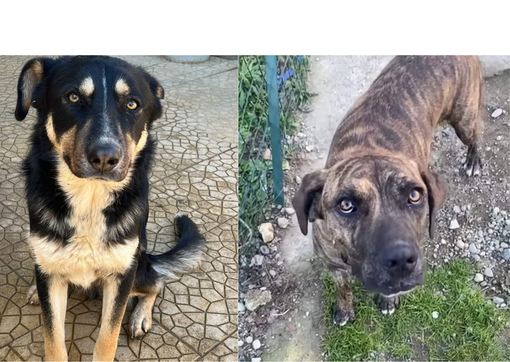 Bulli e Pupe con la Coda ODV: il dolcissimo Ray e il buonissimo Diego cercano casa Bulli e Pupe con la Coda ODV: il dolcissimo Ray e il buonissimo Diego cercano casa