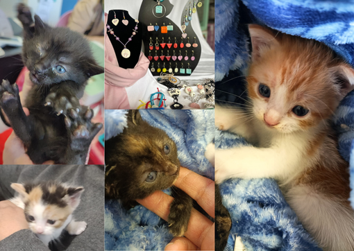 L'appello di Gattopoli, "Aiutaci a sfamare i nuovi gattini"