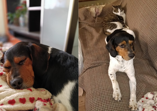 I cani sognano?: "Sì cose semplici, buon cibo, un posto accogliente mani dolci che ci accarezzano", e anche Ringo sogna.. FOTO