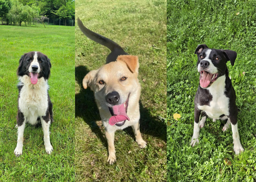 Chi vuole adottare un cucciolo? Jamie, Kinder e Spike dell'associazione Scodinzolando con Flò cercano casa, FOTO