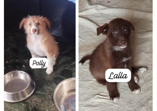 Polly e Lalla cercano casa....gliela troviamo?